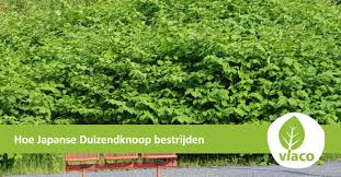 De japanse duizendknoop is een agressieve en lastige klant. Filmpje Over Problematiek Van Japanse Duizendknoop Op Plattelandstv