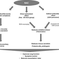 Need a nac supplement that's got the right dosage and the right ingredients? Mechanisms Of Action Of N Acetylcysteine Nac Nac Acts As A Download Scientific Diagram