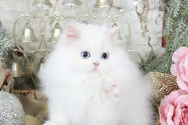 White Persian Kittens White Persian Cats Pure White Catsultra Rare Persian Kittens For Sale 660 White Persian Kittens Persian Kittens Persian Cat White