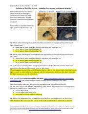 Mice that survive predation are more likely to live, reproduce, and pass on their favorable trait for fur 7. Natural Selection Mouse Fur Color 2019 Claudia Ross Gold 1 Evolution Of Fur Color In Mice U2013 Mutation Environment And Natural Selection1 Rock Course Hero
