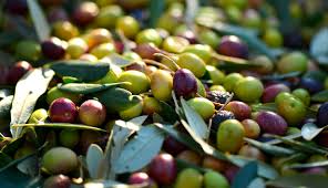 Monastir Recolte Record D Olives De Plus De 97 Mille Tonnes La Presse De Tunisie