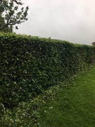 Find the best hedge cutting platforms for sale with our reviews and advice on which products are suitable for different applications. Sligo Lawn And Hedge Cutting Posts Facebook