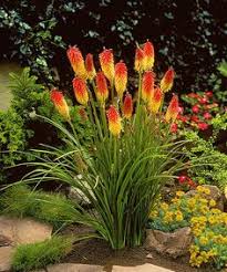 Heute nehme ich euch mit bei meinen vorbereitungen für den frühling. 9 Purpur Blume Ideen Pflanzen Bepflanzung Garten