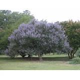 Image result