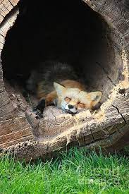 Hideout Art Print By Veronica Batterson I 3 Foxes Fox Cute Animals Animals