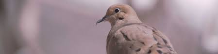 This platform has an 8″ by 8″ base, approximately an 8″ ceiling, an open front. Hunting Mourning Doves