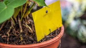 Steigen kleine fliegen in schwarzen wolken über blumenerde auf, haben trauermücken darin ihren kindergarten eingerichtet. Trauermucken Bekampfen Das Hilft Gegen Fliegen In Blumenerde Ndr De Ratgeber Garten Zimmerpflanzen