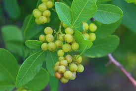 Image result for Searsia pyroides