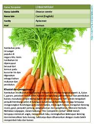 Jom ketahui apakah khasiat lobak merah ini. Lobak Merah Wannura