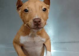 They show their affection towards children of all age and enjoy their company. Pit Bull Chihuahua Mix An Interesting Combination Ak Hurricane Bullies