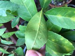 The underside has brown spots and the top side is beginning to get yellow splotches. Meyer Lemon Yellow Spots Blotches On Leaves Dropping