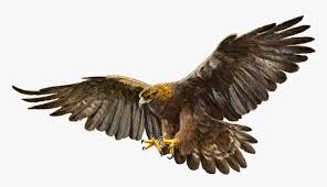 Bald Eagle Bird Golden Eagle Flying Golden Eagle Drawing Hd Png Download Kindpng Having this eagle decal on the window seems to be enough to scare birds off: bald eagle bird golden eagle flying
