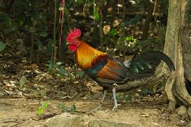 Wild ball pythons can die from: Red Junglefowl Wikipedia