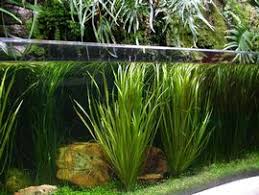 Image result for Blyxa hexandra