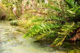 Image result for Acrostichum