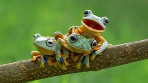 Check spelling or type a new query. Frog Wallpaper