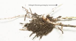 Image result for Momordica repens