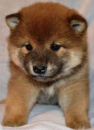 hi frens please donate us hello there bright people are you doglover or have you any pretty dogs i think you love a puppy face so follo 柴犬 子犬 子犬 柴犬