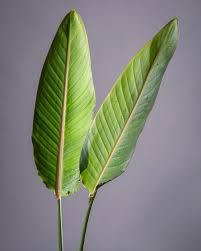 Image result for Strelitzia