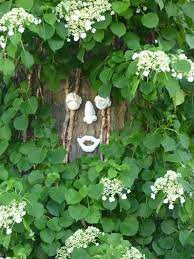Check spelling or type a new query. Climbing Hydrangea And False Climbing Hydrangea Perennially Yours