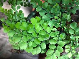 Image result for Adiantum incisum