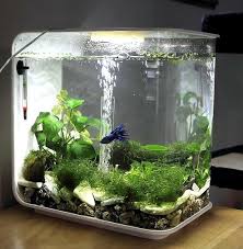 Ideas And Tips How To Create A Nano Aquarium Emeline Boudicouick In 2020 Nano Aquarium Betta Fish Tank Betta Aquarium