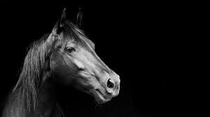 Black And White Horse Images Hd Pin By Eve Wc On Black White Gray Horses Black Horses Animals