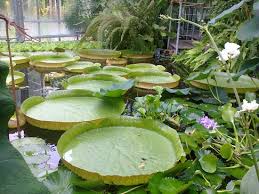 Arbeitsgruppen am botanischen institut botanisches institut und botanischer garten. Botanischer Garten Der Universitat Kiel Botanischer Garten Kiel Kiel Reisebewertungen Tripadvisor
