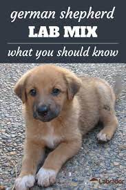 Everything You Need To Know About German Shepherd Lab Mix Dogs Labradortraininghq