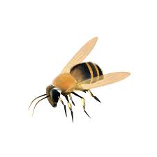 See full list on minecraft.fandom.com Bee Png Hd Background Png Lux