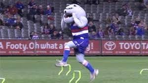 32 during home games, caesar has a reserved area at the footscray end (gate 7), where fans can come and give him a pat and have their photo taken. Mascot Race Woofer Vs Buddy Youtube