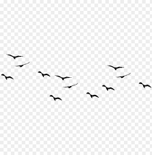 Birds Png Pic1 Birds Flying Vector Png Image With Transparent Background Png Free Png Images Birds Flying Png Images Camera Logos Design