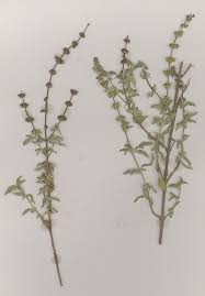 Image result for Ocimum americanum