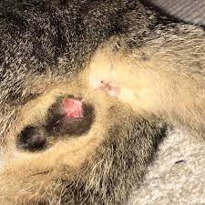 Wann kastrieren sie ihre katze? Kastration Kater Wunde Normal Gesundheit Und Medizin Tiere Medizin