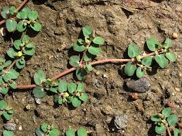 Euphorbia is a strange and herbaceous plant which is considered to be inherent in india and has become pantropical. Euphorbia Serpens Izobrazhenie Osobi Plantarium