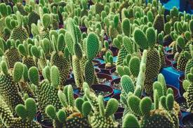 Fiber can stop the release of the starvation hormone ghrelin. How To Propagate A Cactus From A Paddle How To Grow Cactus Cactus Plants Cactus