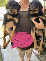 Checking 'include nearby areas' will expand your search. Rottweiler For Sale In United States 116 Petzlover