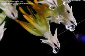 Image result for Ceropegia multiflora