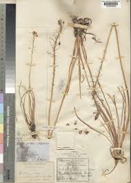 Image result for Bulbine asphodeloides