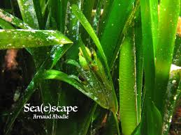 Les Prairies De Posidonies Sea E Scape