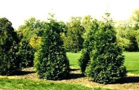 Arborvitae Trees Growth Rate Consumerfundingsolutions Co