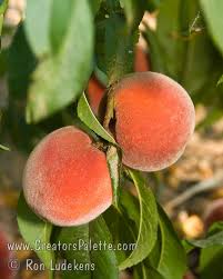 Peach — California Tropical Fruit Tree Nursery