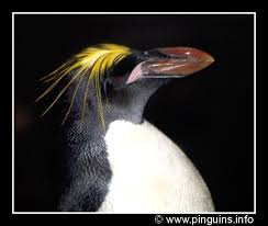 Penguin facts, emperor penguin, king penguin, adelie penguin, humboldt penguin. Pinguins Info Gallery Macaroni Pinguin Macaroni Penguin Macaronipinguin Of Goudkuifpinguin Eudyptes Chrysolophus Macaroni Penguin