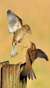 Adli Kullanicinin Beautiful Nature Images Panosundaki Pin Goruntuler Ile