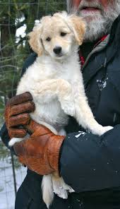 Xanadu Dogs Dogs For Sale Designer Dogs Best Dogs For Families