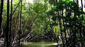 Mangrove Forest Nusa Lembongan Youtube Mangrove of nusa lembongan (ocean part). mangrove forest nusa lembongan