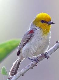 Black And White Birds In California Pin On Wings