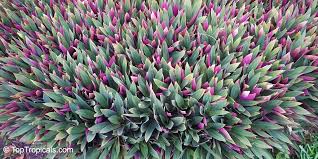 Image result for Tradescantia spathacea