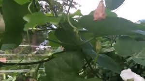 Image result for Coccinia sp. A