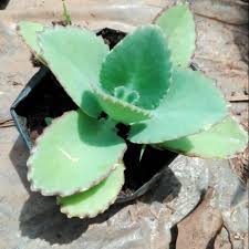 Cocor bebek ataupun suru bebek sendiri memiliki nama ilmiah kalanchoe pinnata syn. Tanaman Cocor Bebek Shopee Indonesia